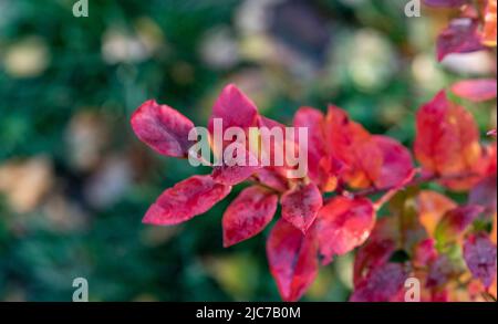 Blueberry plant. Red blueberry leaves are a sign of the upcoming fall. Red plant leaves with drops of dew. Stock Photo