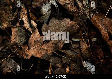 Dead brown leaf litter on the ground Stock Photo