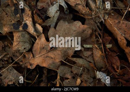 Dead brown leaf litter on the ground Stock Photo