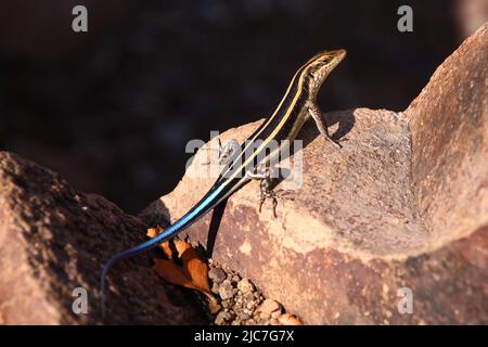 Afrikanischer Streifenskink oder Gestreifte Mabuye / African striped skink / Trachylepis striata uel Mabuya striata Stock Photo