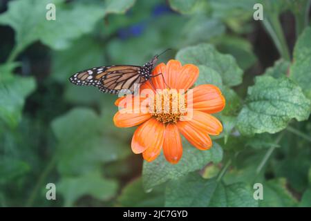 A Monarch butterfly rests on a Mexican Sunflower as it rains in Florida. Stock Photo