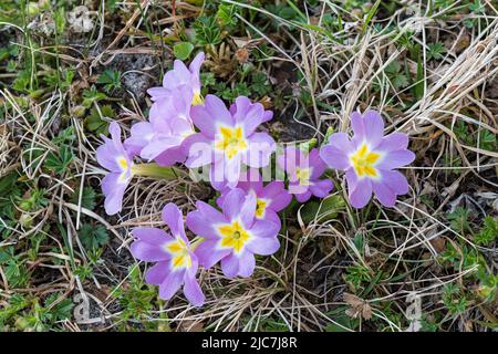 Beautiful violet common primrose flowers in spring green grass. Primula vulgaris. Closeup of purple flowering early wild plant petals, yellow center. Stock Photo