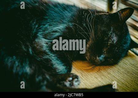 An indoor sleepy black cat taking a nap on the floor inside a house in Sri Lanka Stock Photo