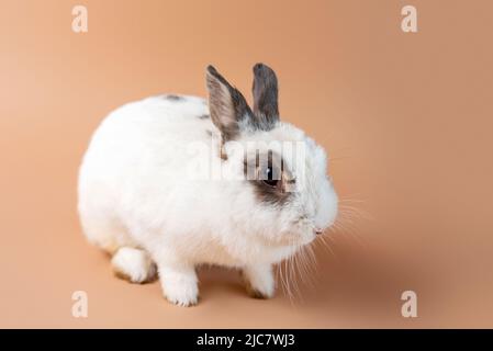 Bunny on a studio cream backdrop, white fluffy bunny. Domesticated pet rabbit. Stock Photo