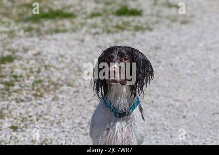 English springer spaniel retrieving  an artificial pheasant Stock Photo