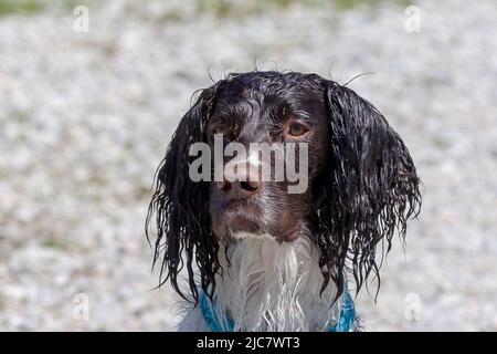 English springer spaniel retrieving  an artificial pheasant Stock Photo