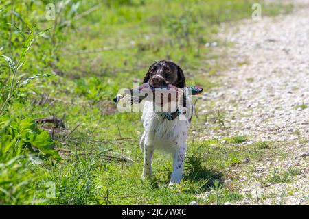English springer spaniel retrieving  an artificial pheasant Stock Photo