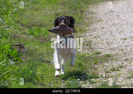 English springer spaniel retrieving  an artificial pheasant Stock Photo