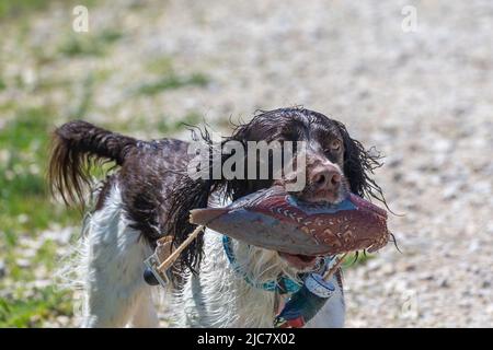 English springer spaniel retrieving  an artificial pheasant Stock Photo