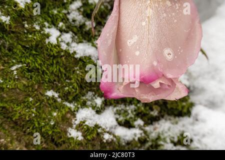 Wilted rosebuds under the snow in the winter park. Close-up, selective focus. Stock Photo