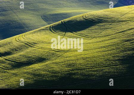 green field in the morning light in Tuscany Stock Photo