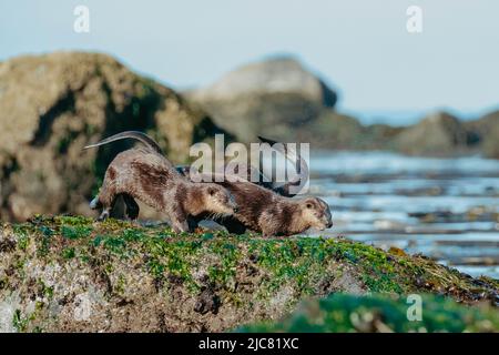 River otters hunting