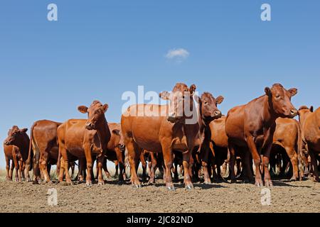 Small herd of free-range cattle on a rural farm, South Africa Stock Photo