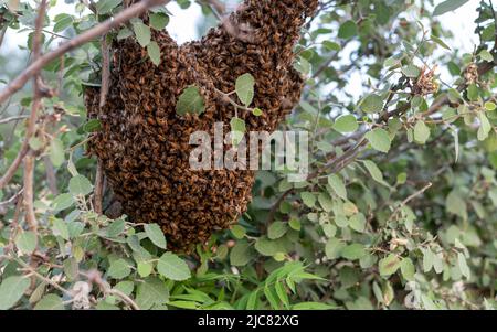Honey bee comb on a tree branch covered by worker bees Stock Photo