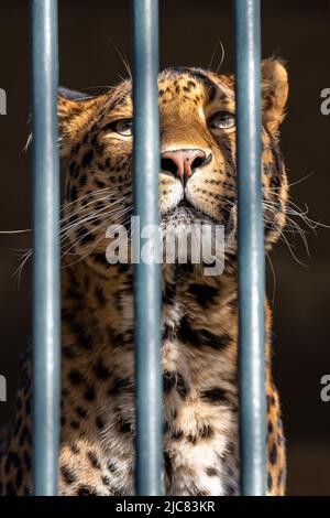 a leopard locked behind the bars of a cage, looking sad Stock Photo