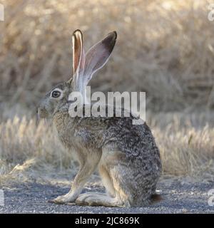 Black-tailed Jackrabbit on Alert. Santa Clara County, California, USA. Stock Photo