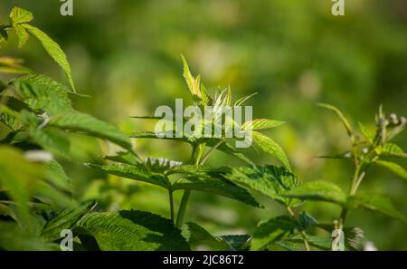 Leaves of a young raspberry bush Stock Photo