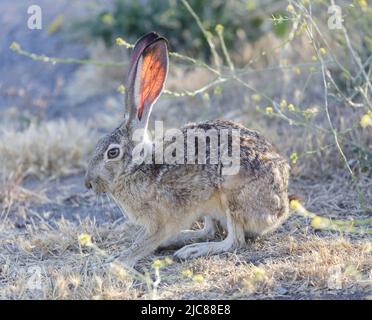 Black-tailed Jackrabbit Showing its long translucent veined ears. Santa Clara County, California, USA. Stock Photo