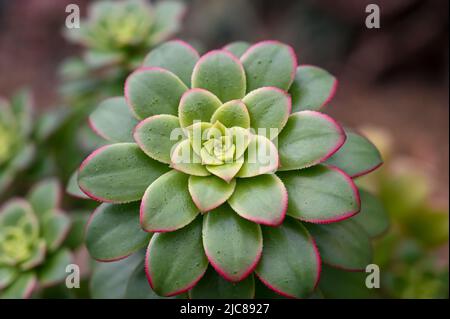 Echeveria Succulent plant flower, a desert plant growing in garden Stock Photo