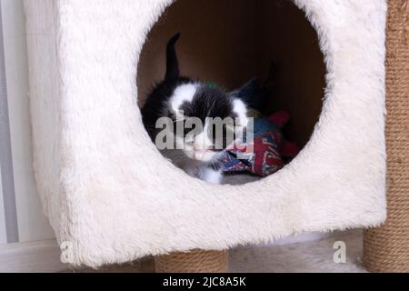 Black and white kitten peeking out of the house close up Stock Photo