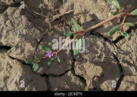 Creeping plant in flower in the Oiseaux du Djoudj National Park. Saint-Louis. Senegal. Stock Photo