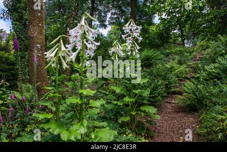 Cardiocrinum giganteum in Bishop Rudd's Walk at Aberglasney Stock Photo