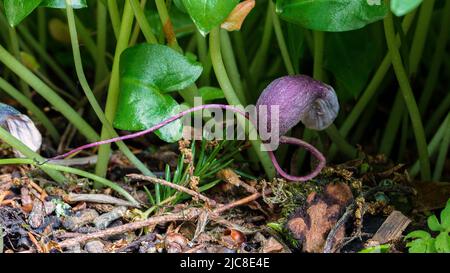 Arisarum proboscideum - mouse plant - in Bishop Rudd's Walk at Aberglasney  Gardens Stock Photo