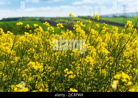 Canola Fields. Blooming canola fields under a blue sky with clouds. Beautiful yellow flowers. Stock Photo