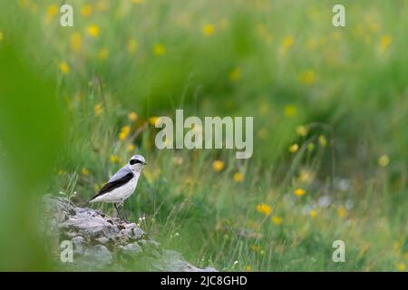Fine art portrait of Northern wheatear male with prey among the flowers (Oenanthe oenanthe) Stock Photo
