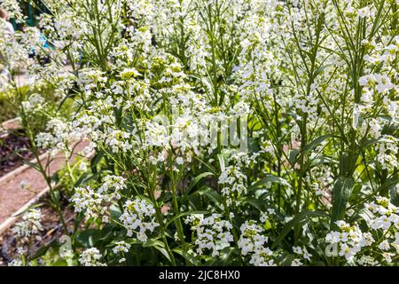 Blooming with white flowers Horseradish in the botanical garden Stock Photo