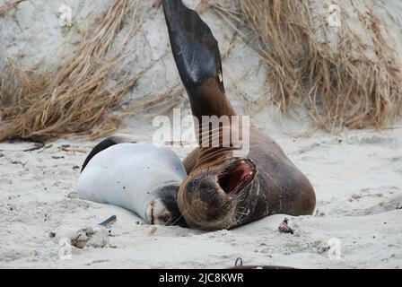 Two Sealion lying on beach in New Zealand, yawning and relaxing Stock Photo