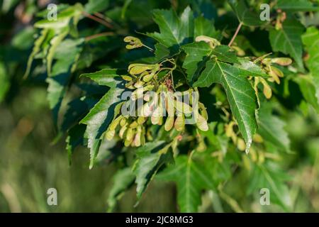 maple green seeds closeup selective focus Stock Photo