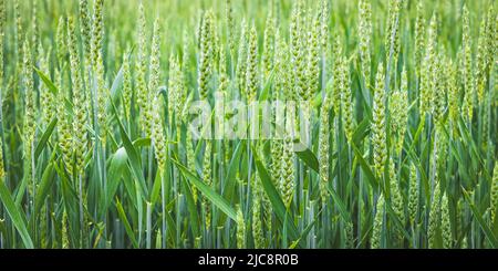 Green wheat growing in the summer field in sunny day. Fresh young ears close-up. Agriculture scene Stock Photo