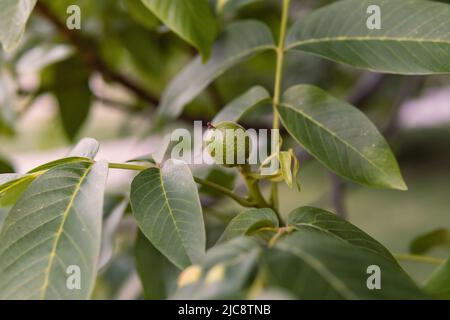 Small unripe walnut hang on a branch. Raw walnut in a green nutshell.  Stock Photo