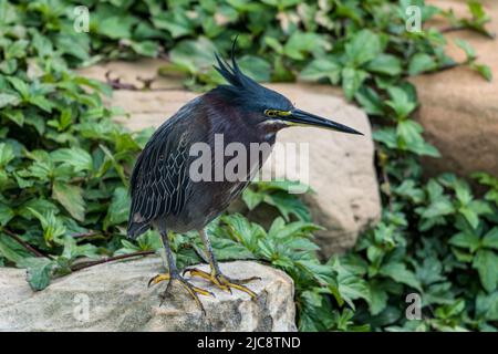 A Green Heron, Butorides virescens, perched on a rock in the South Padre Island Birding Center, Texas. Stock Photo