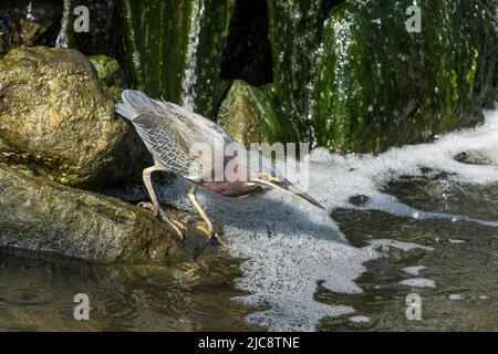 A Green Heron, Butorides virescens, hunting fish by a small waterfall in the South Padre Island Birding Center, Texas. Stock Photo