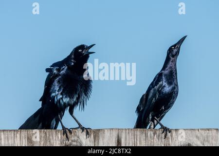 Two male Great-tailed Grackles, Quiscalus mexicanus, displaying on a fence on South Padre Island, Texas. Stock Photo