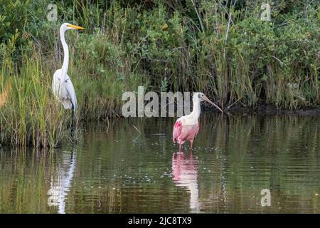 A Great Egret, Ardea alba, shares a wetland marsh with a Roseate Spoonbill in the South Padre Island Birding Center, Texas. Stock Photo
