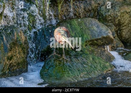 A Green Heron, Butorides virescens, hunting fish by a small waterfall in the South Padre Island Birding Center, Texas. Stock Photo