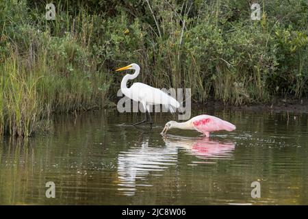 A Great Egret, Ardea alba, shares a wetland marsh with a Roseate Spoonbill in the South Padre Island Birding Center, Texas.  The spoonbill sweeps its Stock Photo