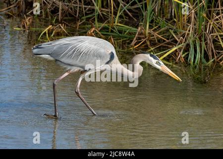 A Great Blue Heron, Ardea herodia, hunting for fish in a wetland marsh.  South Padre Island Birding Center, Texas.  These herons also eat frogs and cr Stock Photo