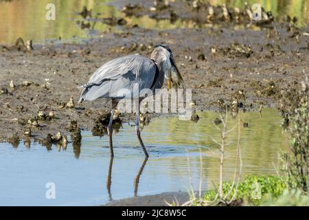 A Great Blue Heron, Ardea herodia, with a large fish in its beak in a wetland marsh.  South Padre Island Birding Center, Texas. Stock Photo