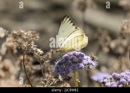 A Great Southern White Butterfly, Ascia monuste, feeding on a Padre Island Mistflower on South Padre Island, Texas. Stock Photo