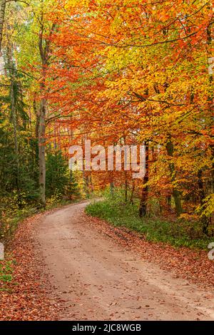 Fall In Poland Stunning colorful Autumn Fall forest scene in English countryside ...
