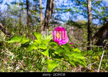 wild peony flower paeonia caucasica in the spring forest Stock Photo