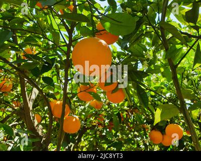Bunch of ripe oranges growing on tree, Valencia, Spain Stock Photo