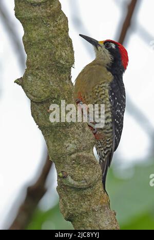 Black-cheeked Woodpecker (Melanerpes pucherani) adult male clinging to tree trunk Costa Rica                                 March Stock Photo