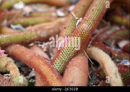 golden rat tail cactus or Cleistocactus winteri is a succulent of the family Cactaceae growing in garden. Stock Photo