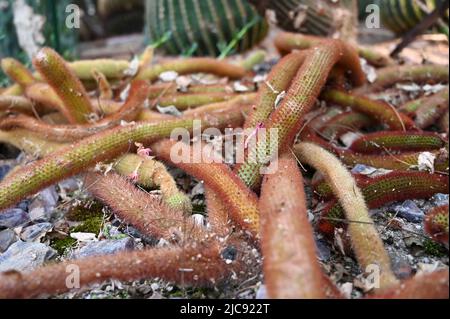 golden rat tail cactus or Cleistocactus winteri is a succulent of the family Cactaceae growing in garden. Stock Photo