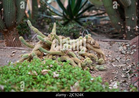 golden rat tail cactus or Cleistocactus winteri is a succulent of the family Cactaceae growing in garden. Stock Photo